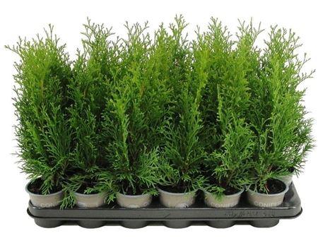 Горшечные цветы и растения оптом Thuja Occ Smaragd от 18шт (для телеги) из Голландии с доставкой по России