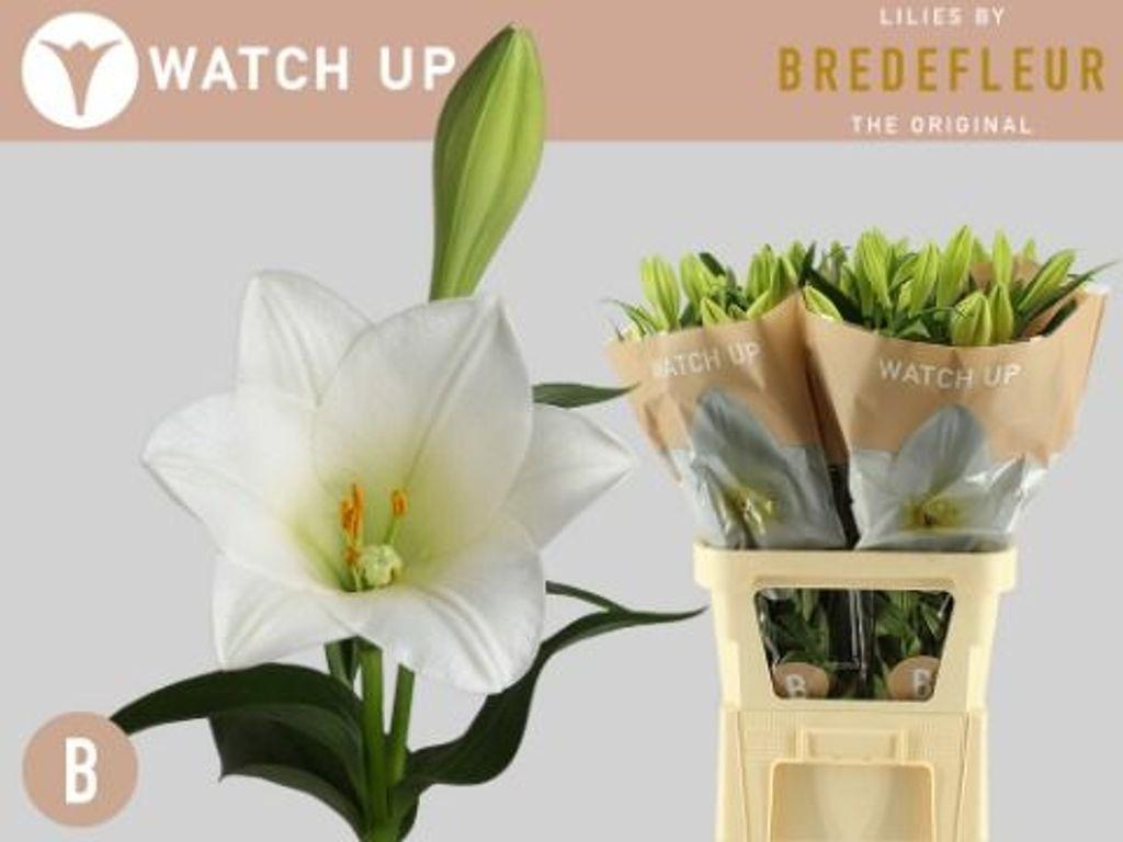 Срезанные цветы оптом Lilium lo watch up от 50шт. из Голландии с доставкой по России