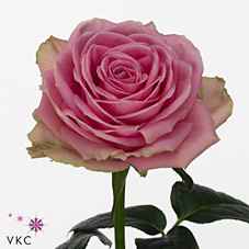 Срезанные цветы оптом Rosa la wham от 360шт из Голландии с доставкой по России