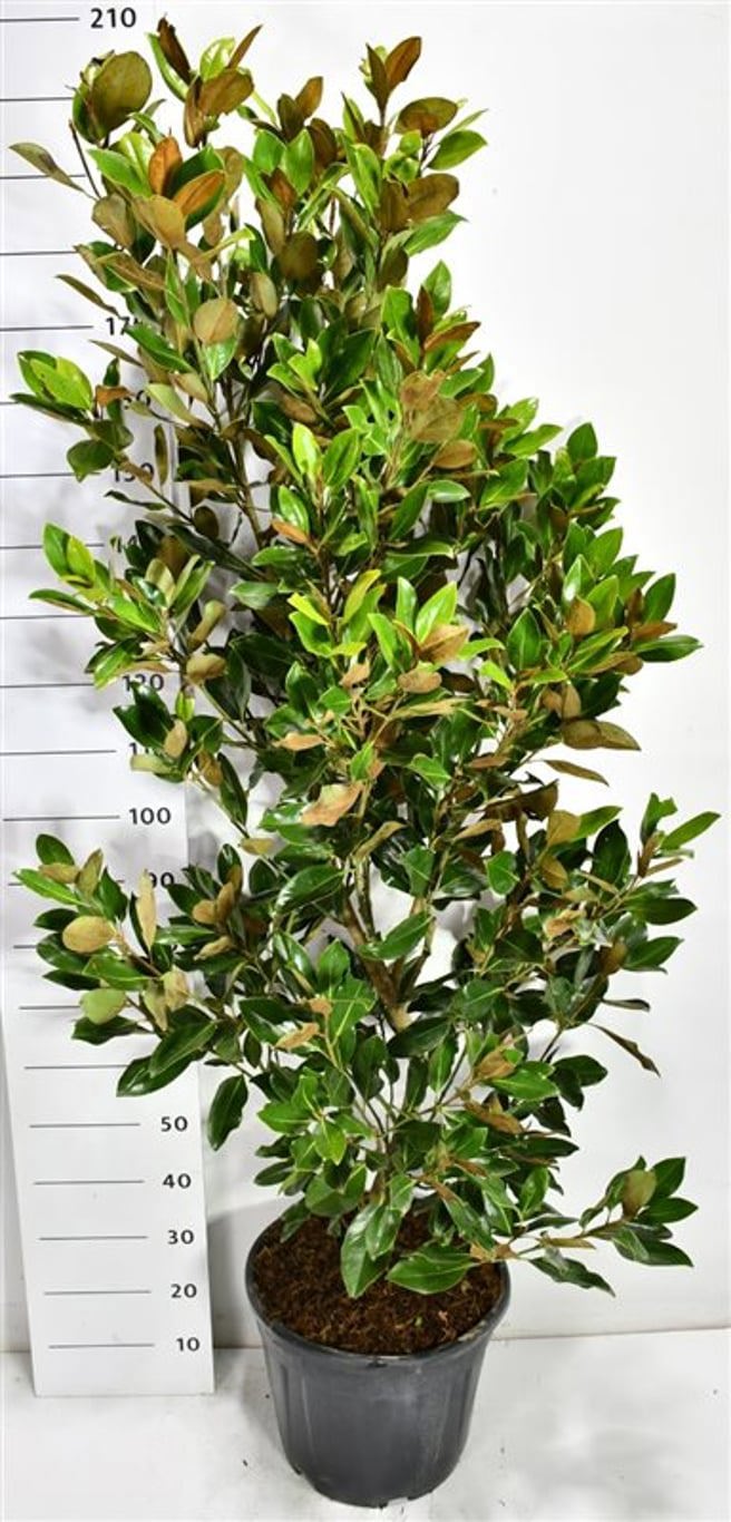 Горшечные цветы и растения оптом Magnolia Grandi Little Gem от 1шт из Голландии с доставкой по России