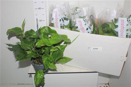 Горшечные цветы и растения оптом Epipr Ov Hangpotten от 6шт из Голландии с доставкой по России