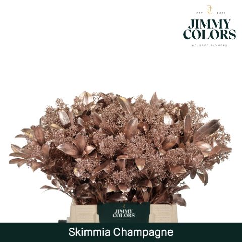 Срезанные цветы оптом Skimmia paint champagne + glitter от 10шт из Голландии с доставкой по России