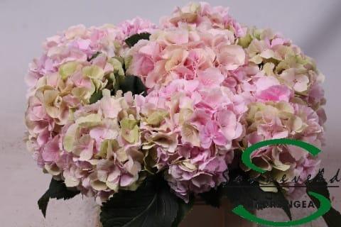 Срезанные цветы оптом Hydrangea verena classic old pink от 10шт из Голландии с доставкой по России