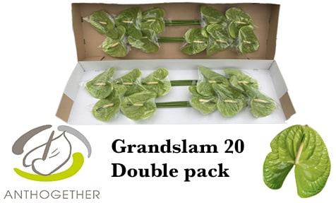 Срезанные цветы оптом Anthurium grand slam от 20шт.. из Голландии с доставкой по России