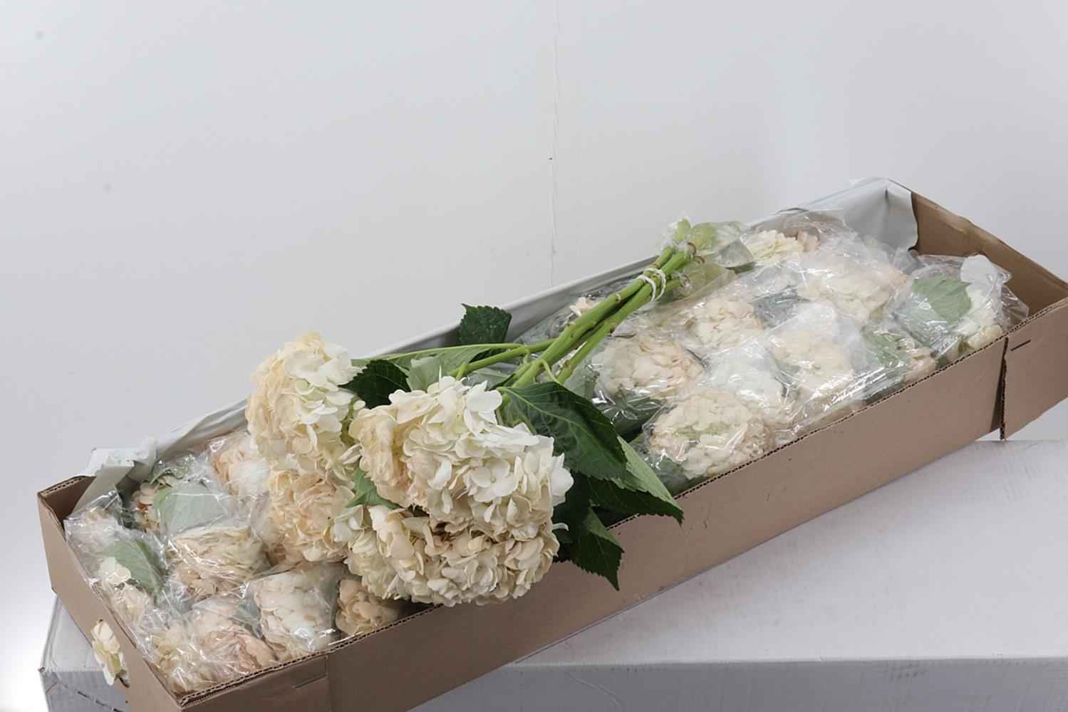 Срезанные цветы оптом Hydrangea box cream от 30шт из Голландии с доставкой по России