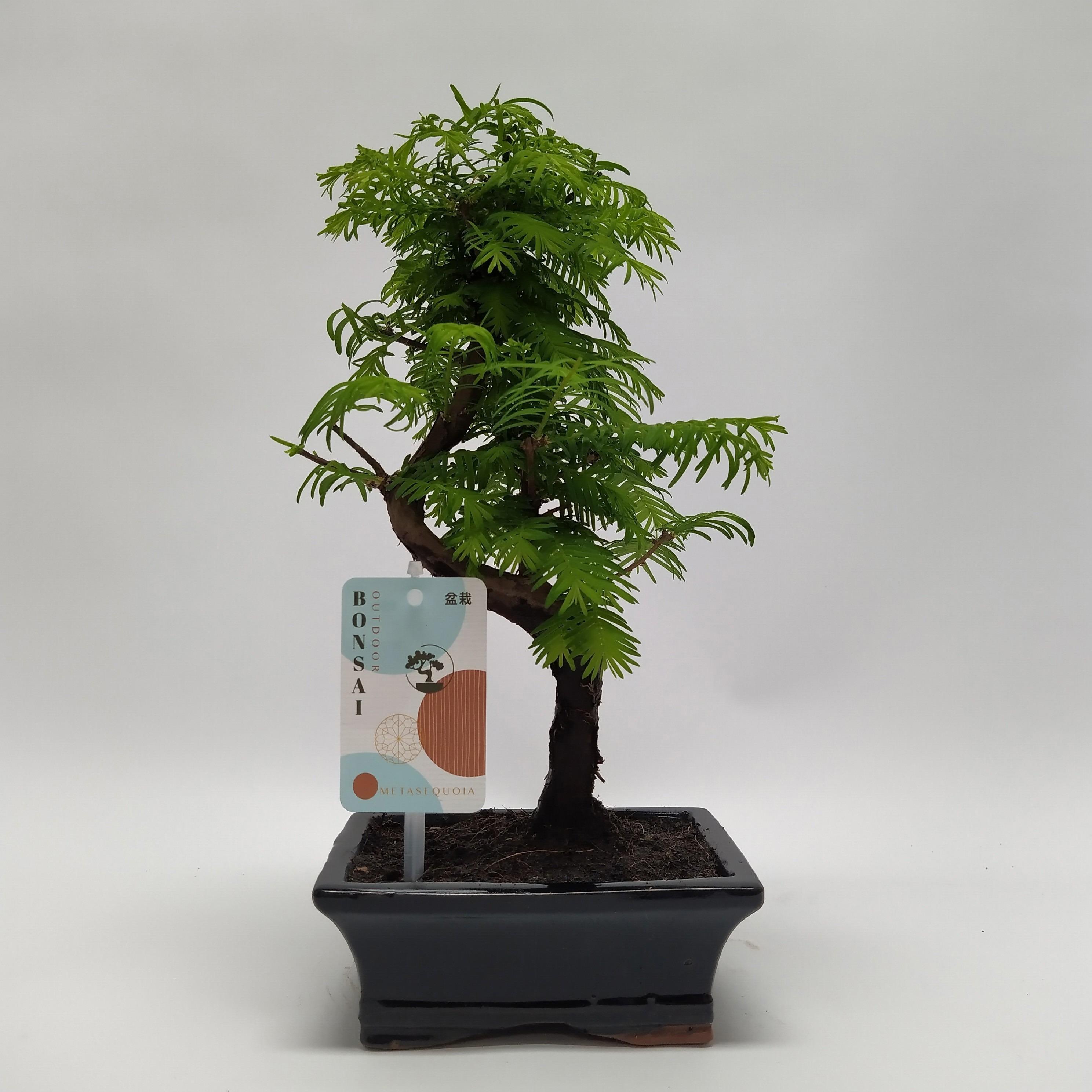 Горшечные цветы и растения оптом Metasequoia S-shape Outdoor Bonsai 15 Cm от 8шт из Голландии с доставкой по России