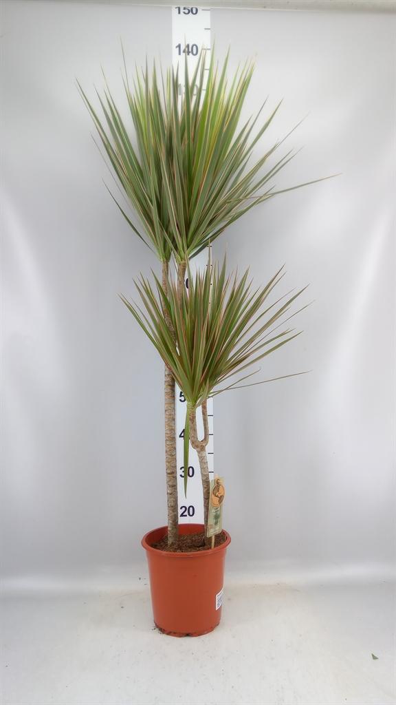 Горшечные цветы и растения оптом Dracaena Marg. bicolor от 1шт из Голландии с доставкой по России