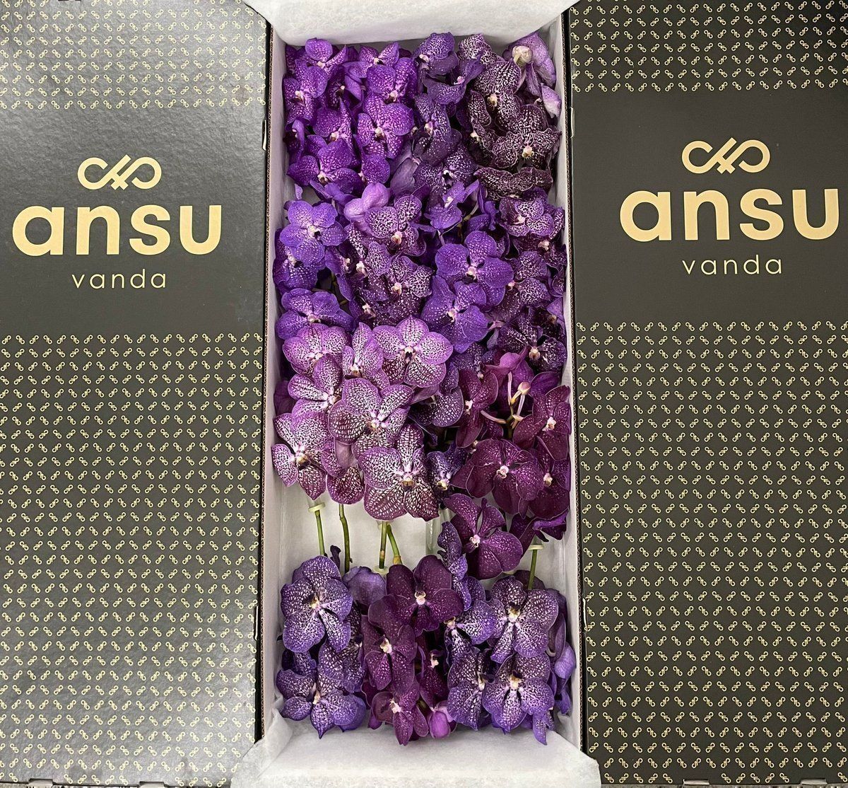 Срезанные цветы оптом Vanda mix purple per stem от 8шт.. из Голландии с доставкой по России