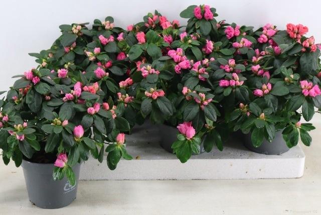 Горшечные цветы и растения оптом Rhodo Ov от 6шт из Голландии с доставкой по России