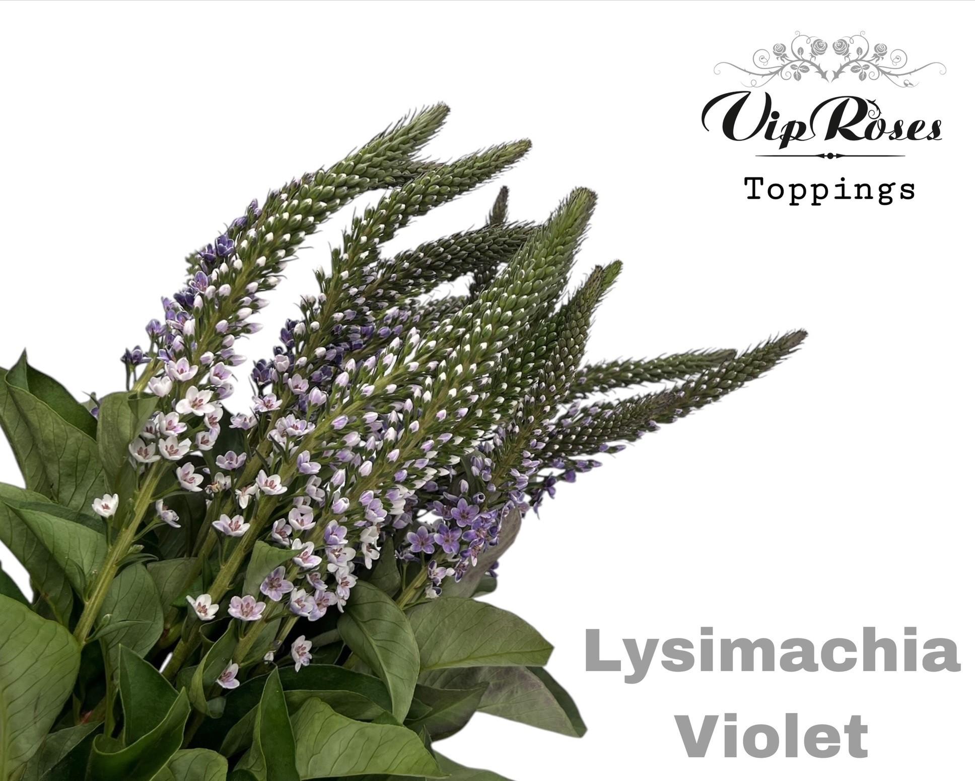 Срезанные цветы оптом Lysimachia paint violet от 50шт из Голландии с доставкой по России