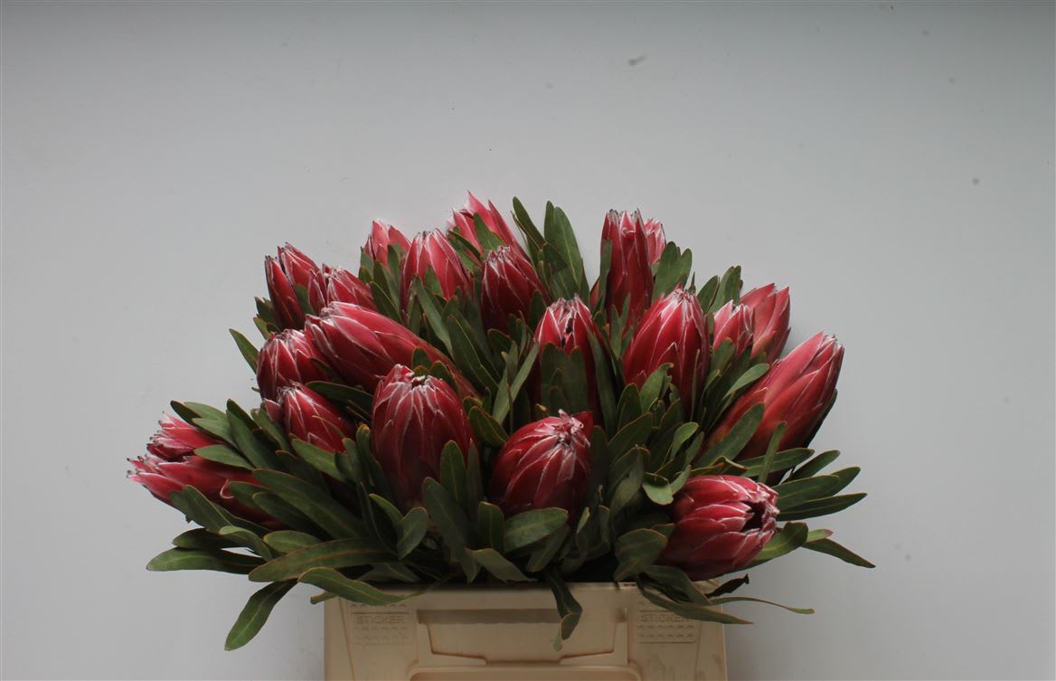 Срезанные цветы оптом Protea lieben cherry от 20шт из Голландии с доставкой по России