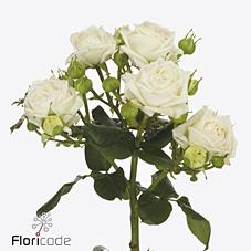 Срезанные цветы оптом Rosa spray bridal flow от 30шт из Голландии с доставкой по России