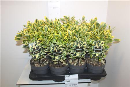 Горшечные цветы и растения оптом ** Euonymus Ja Marieke * Spring Deal * от 8шт из Голландии с доставкой по России