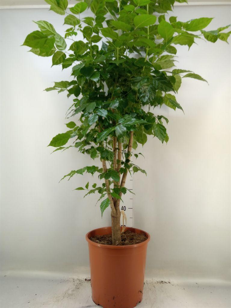 Горшечные цветы и растения оптом Radermachera Sinica от 1шт из Голландии с доставкой по России