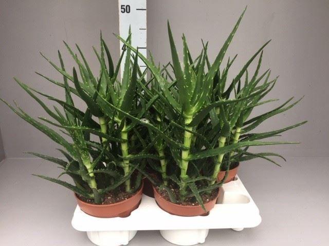 Горшечные цветы и растения оптом Aloe   ... от 4шт из Голландии с доставкой по России