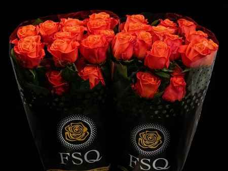 Срезанные цветы оптом Rosa ec orange crush от 40шт из Голландии с доставкой по России