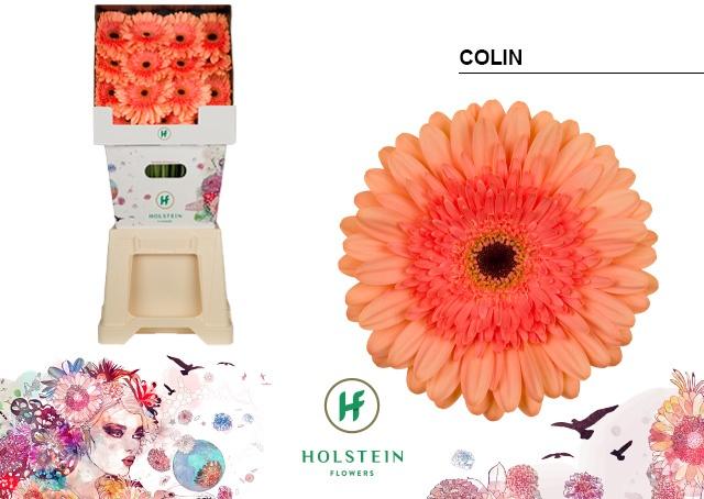 Срезанные цветы оптом Gerbera diamond colin от 45шт из Голландии с доставкой по России