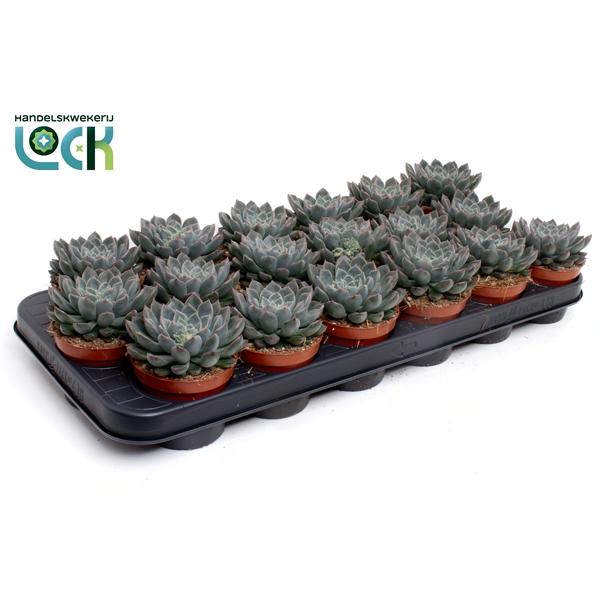 Горшечные цветы и растения оптом Echeveria Orion от 18шт (для телеги) из Голландии с доставкой по России