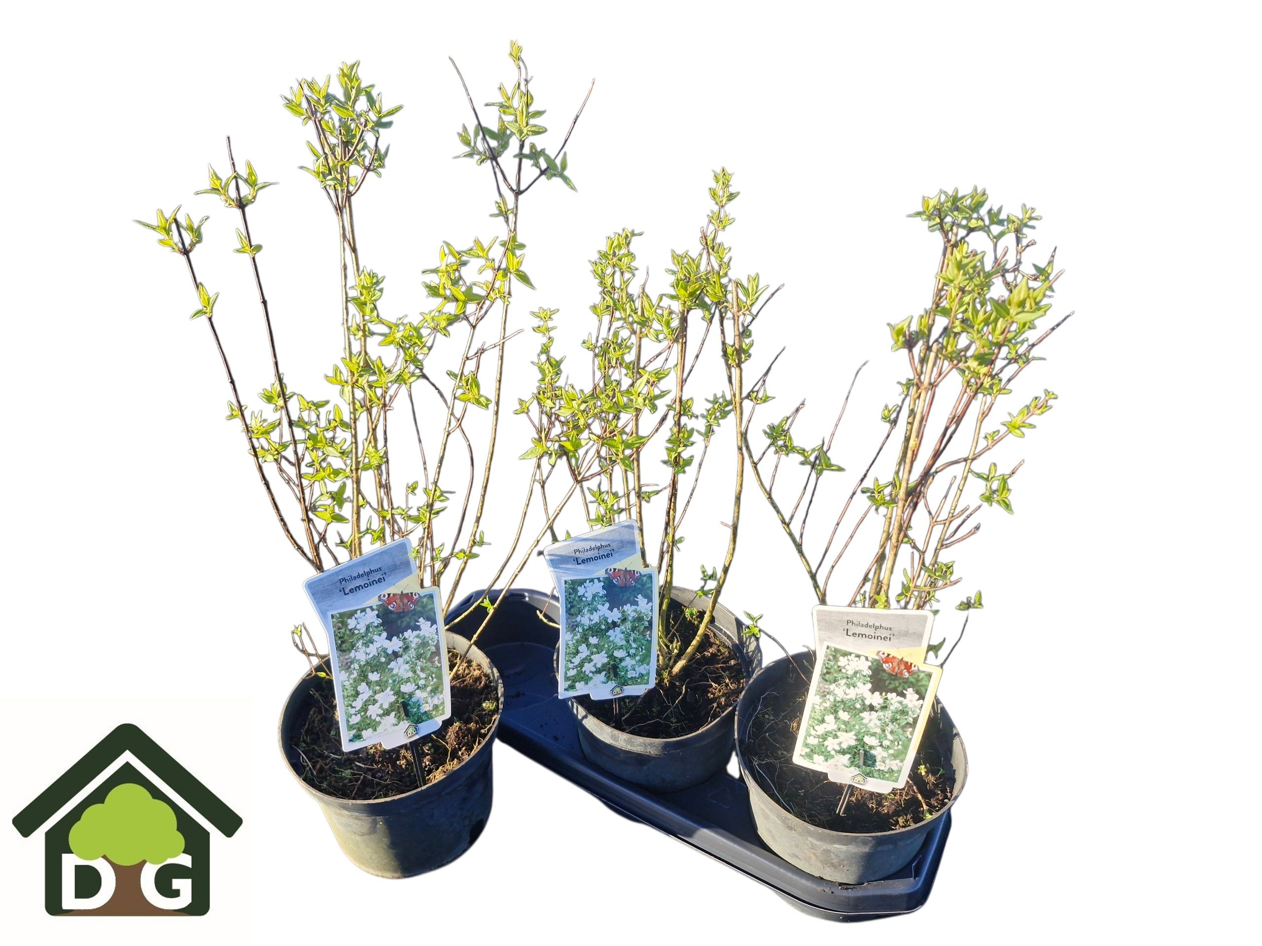 Горшечные цветы и растения оптом Phila Lemoinei от 3шт из Голландии с доставкой по России