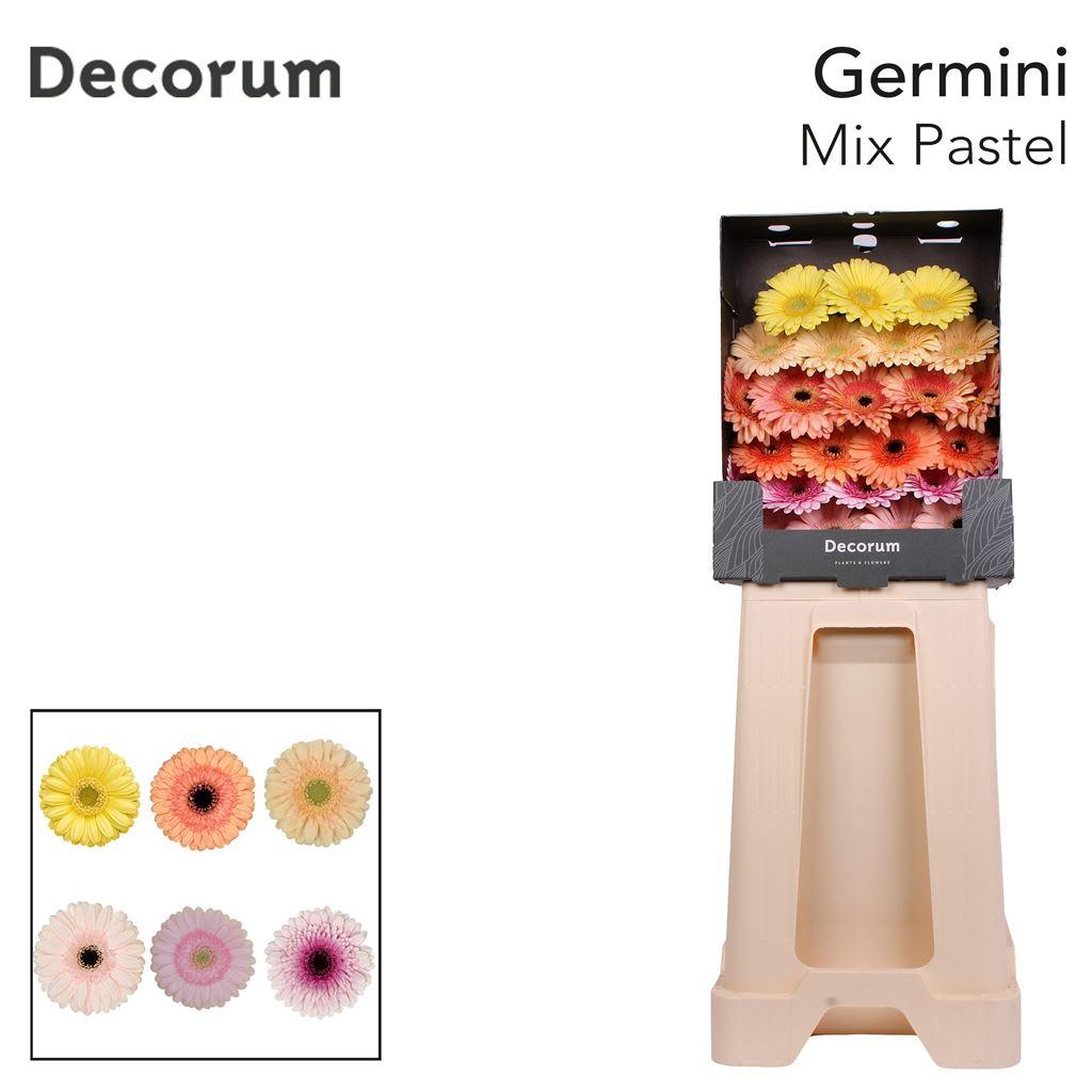Срезанные цветы оптом Germini diamond mix pastel от 75шт из Голландии с доставкой по России