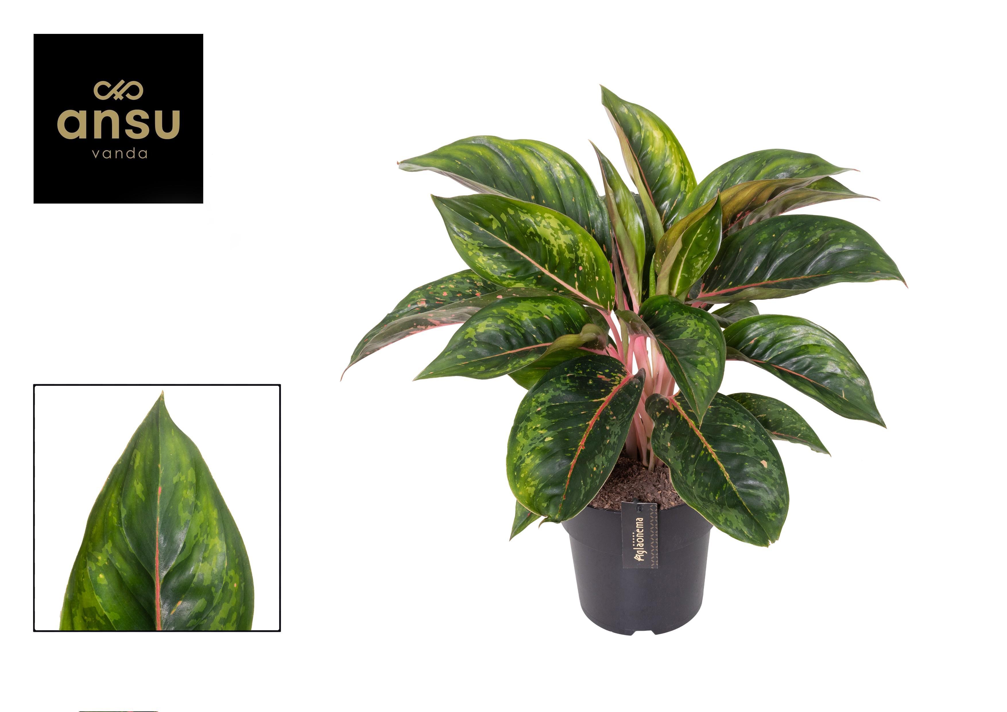 Горшечные цветы и растения оптом Aglaonema Camo Carmine от 3шт из Голландии с доставкой по России