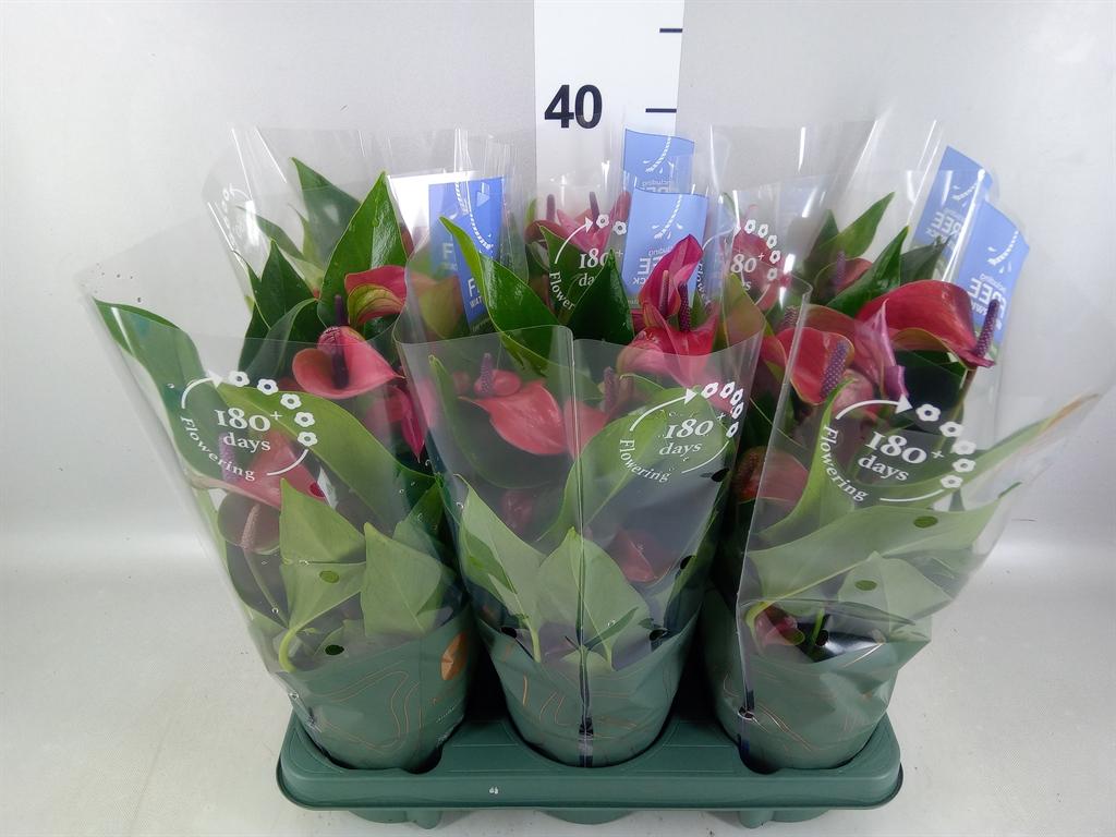 Горшечные цветы и растения оптом Anthurium Andr. pure Purple от 6шт из Голландии с доставкой по России