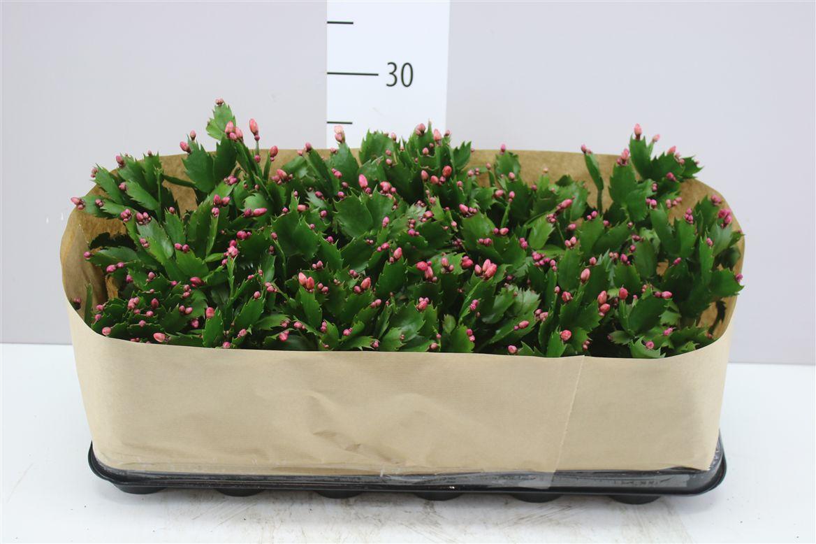 Горшечные цветы и растения оптом Schlumbergera Gemengd 2 Kleuren от 18шт (для телеги) из Голландии с доставкой по России