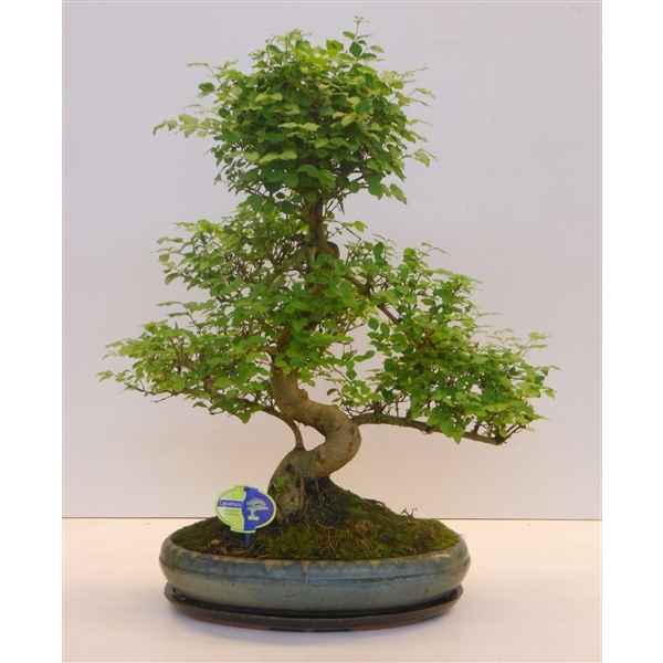 Горшечные цветы и растения оптом Bonsai Ligustrum Sinensis, 39cm., Shape, Without D от 1шт из Голландии с доставкой по России