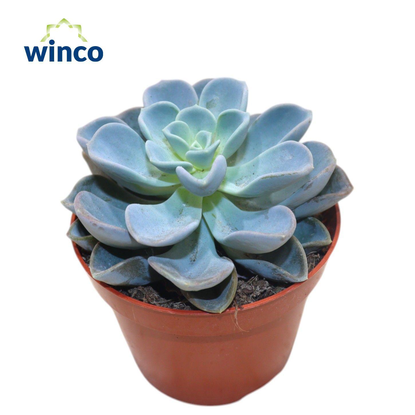 Горшечные цветы и растения оптом Echeveria Orpet от 10шт из Голландии с доставкой по России