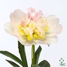 Срезанные цветы оптом Paeonia top brass от 50шт из Голландии с доставкой по России