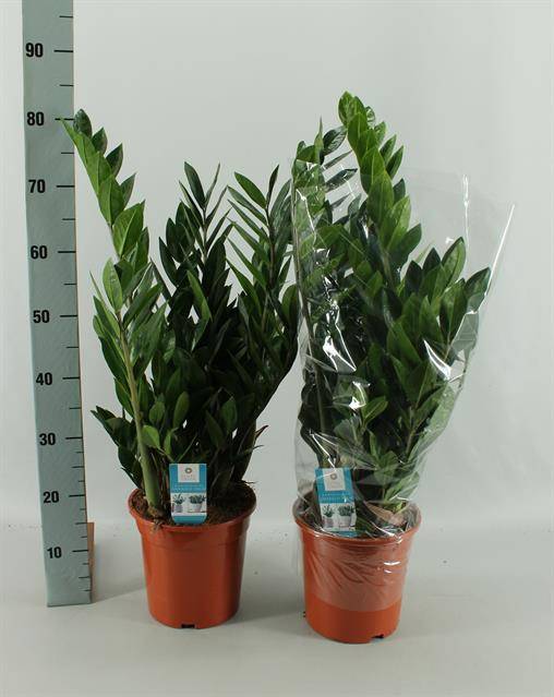 Горшечные цветы и растения оптом Zamioculcas Zamiifolia от 1шт'' из Голландии с доставкой по России