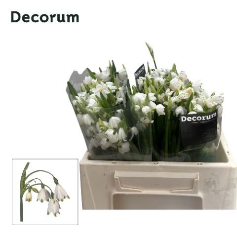 Срезанные цветы оптом Leucojum aestivum от 100шт из Голландии с доставкой по России