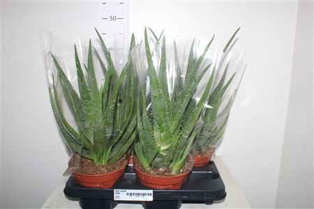 Горшечные цветы и растения оптом Aloe Mistral P15 от 4шт из Голландии с доставкой по России
