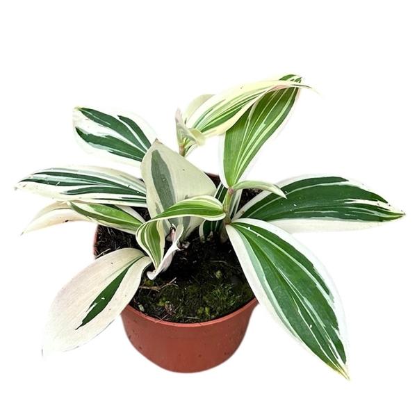 Горшечные цветы и растения оптом Costus Arabicus Variegata от 1шт из Голландии с доставкой по России Горшечные цветы и растения оптом Costus Arabicus Variegata от 1шт из Голландии с доставкой по России