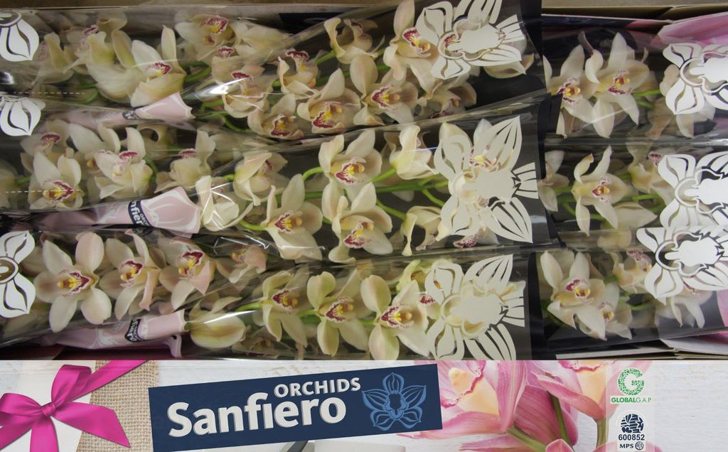 Срезанные цветы оптом Cymbidium white cascade от 9шт из Голландии с доставкой по России