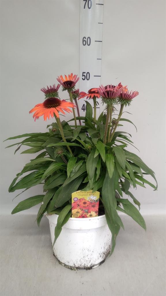 Горшечные цветы и растения оптом Echinacea Purp. от 1шт из Голландии с доставкой по России