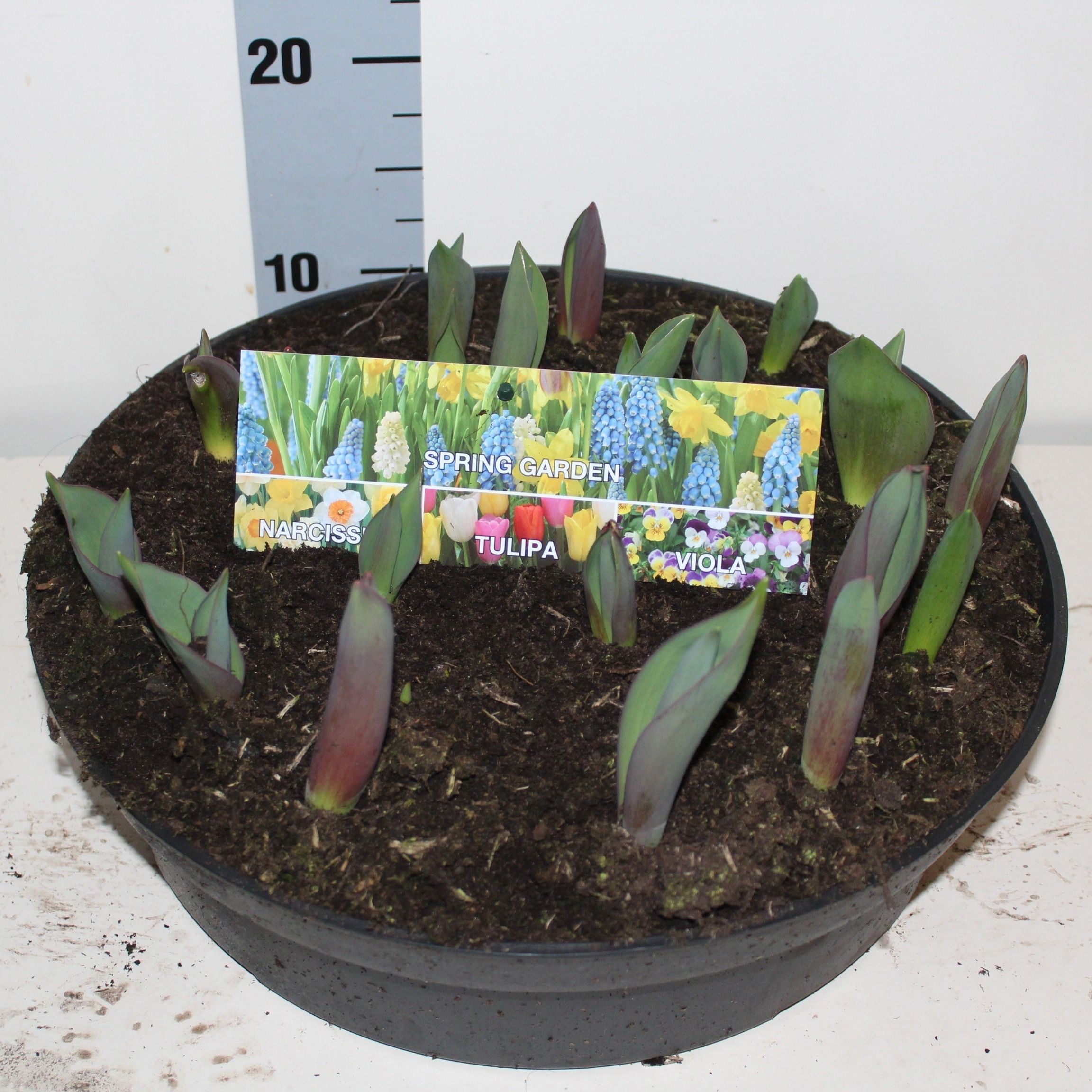 Горшечные цветы и растения оптом Tul Gem In Pot от 1шт из Голландии с доставкой по России