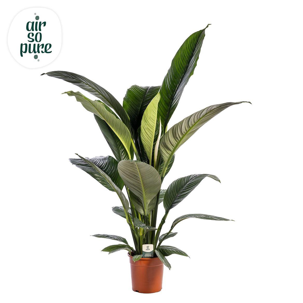 Горшечные цветы и растения оптом Spath Sensation 1+ Flower от 1шт из Голландии с доставкой по России