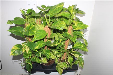 Горшечные цветы и растения оптом Epipr Mosstok 60cm 6 Stekken Dikte 1 от 6шт из Голландии с доставкой по России