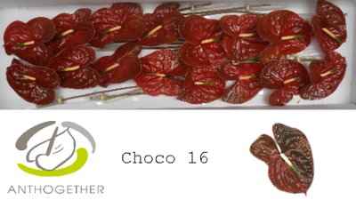 Срезанные цветы оптом Anthurium choco от 16шт из Голландии с доставкой по России