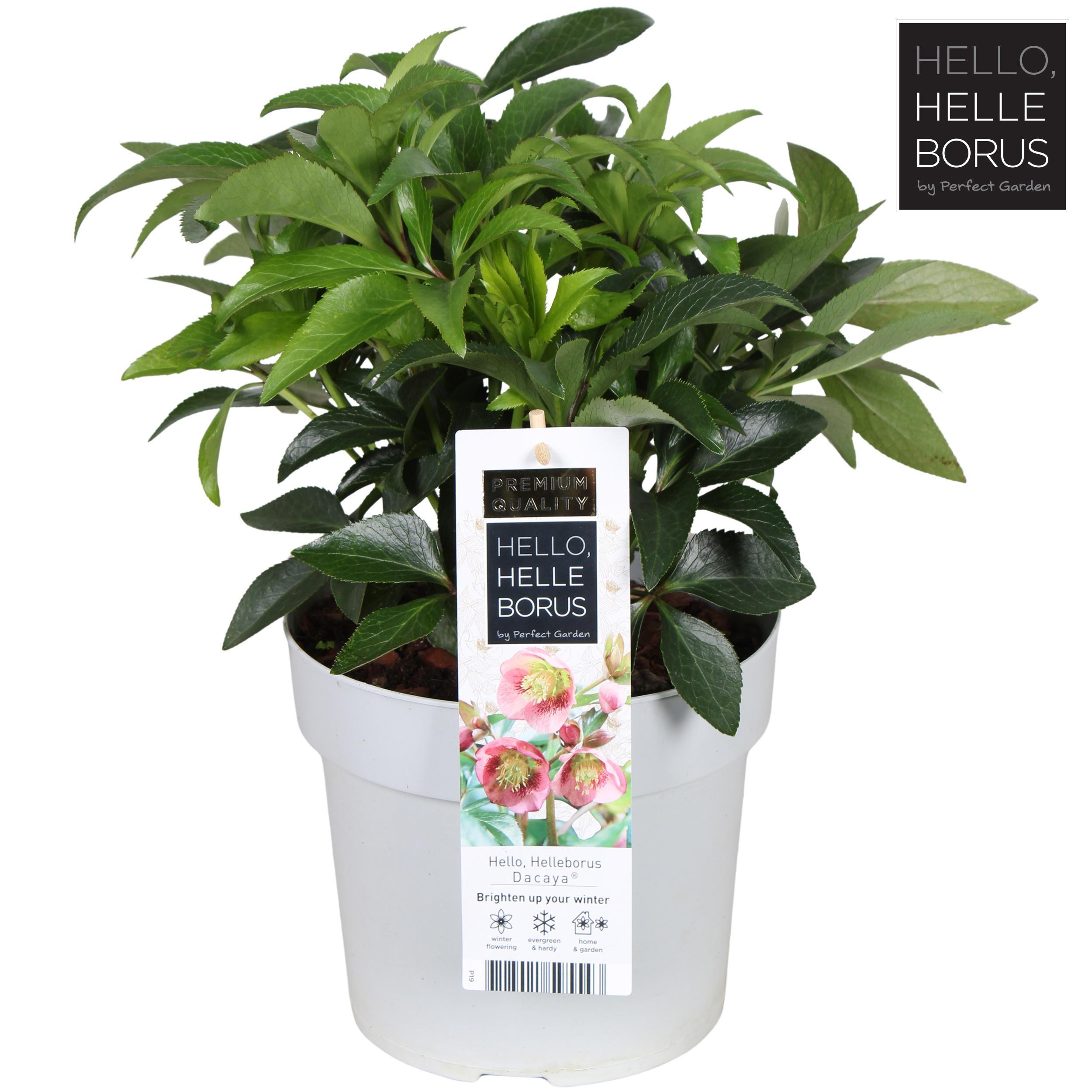 Горшечные цветы и растения оптом Helleborus Or. Dacaya от 1шт из Голландии с доставкой по России