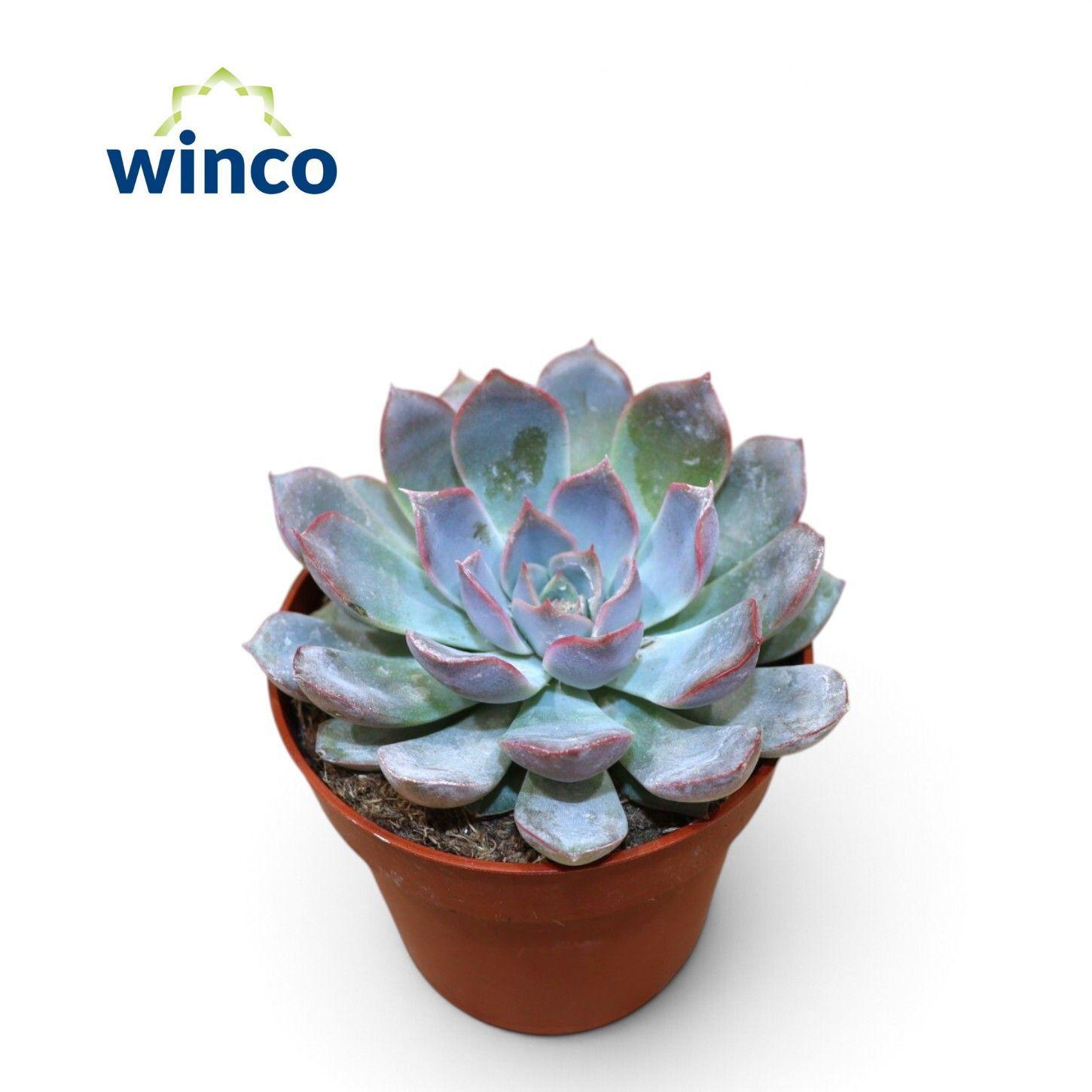 Горшечные цветы и растения оптом Echeveria Pink Edge от 18шт (для телеги) из Голландии с доставкой по России