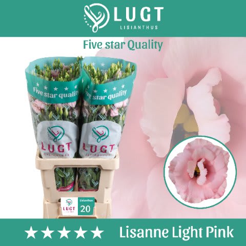Срезанные цветы оптом Lisianthus do lisanne light pink от 20шт из Голландии с доставкой по России