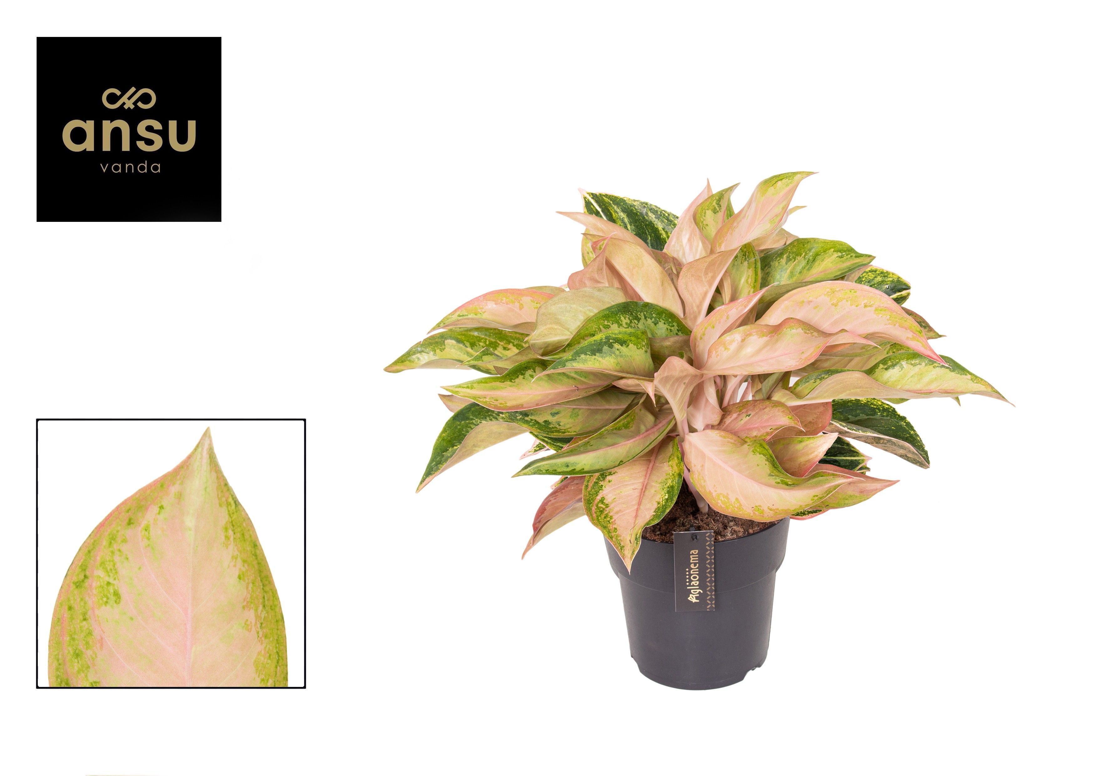 Горшечные цветы и растения оптом Aglaonema Guave Pink от 3шт из Голландии с доставкой по России