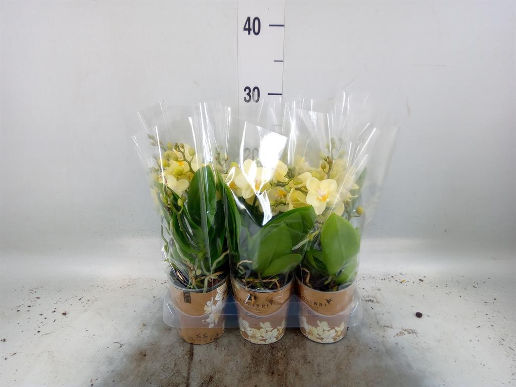 Горшечные цветы и растения оптом Phal Multi Yellow (ok) от 6шт (для телеги) из Голландии с доставкой по России