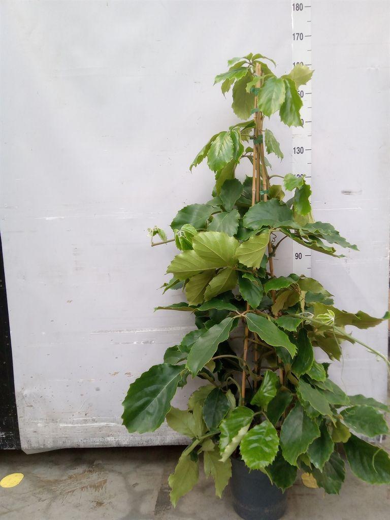Горшечные цветы и растения оптом Tetrastigma Voinierianum от 1шт из Голландии с доставкой по России