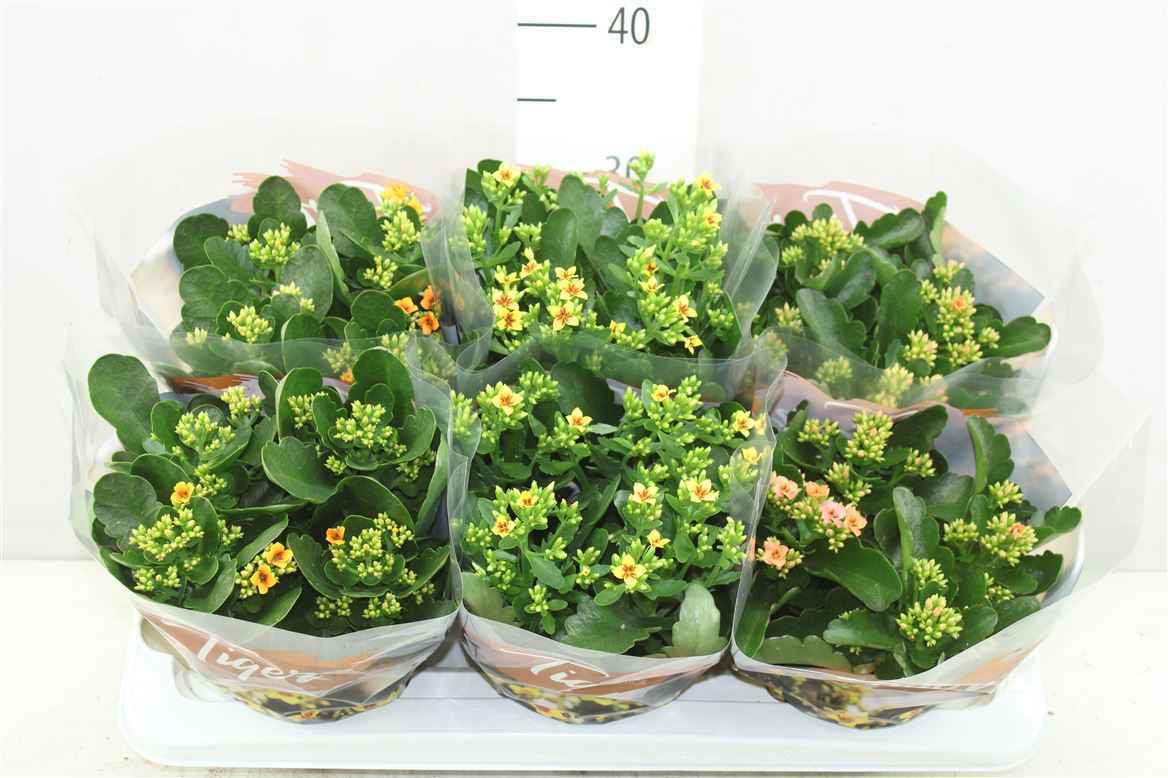 Горшечные цветы и растения оптом Kalanchoe Bl Tiger Gemengd от 6шт из Голландии с доставкой по России