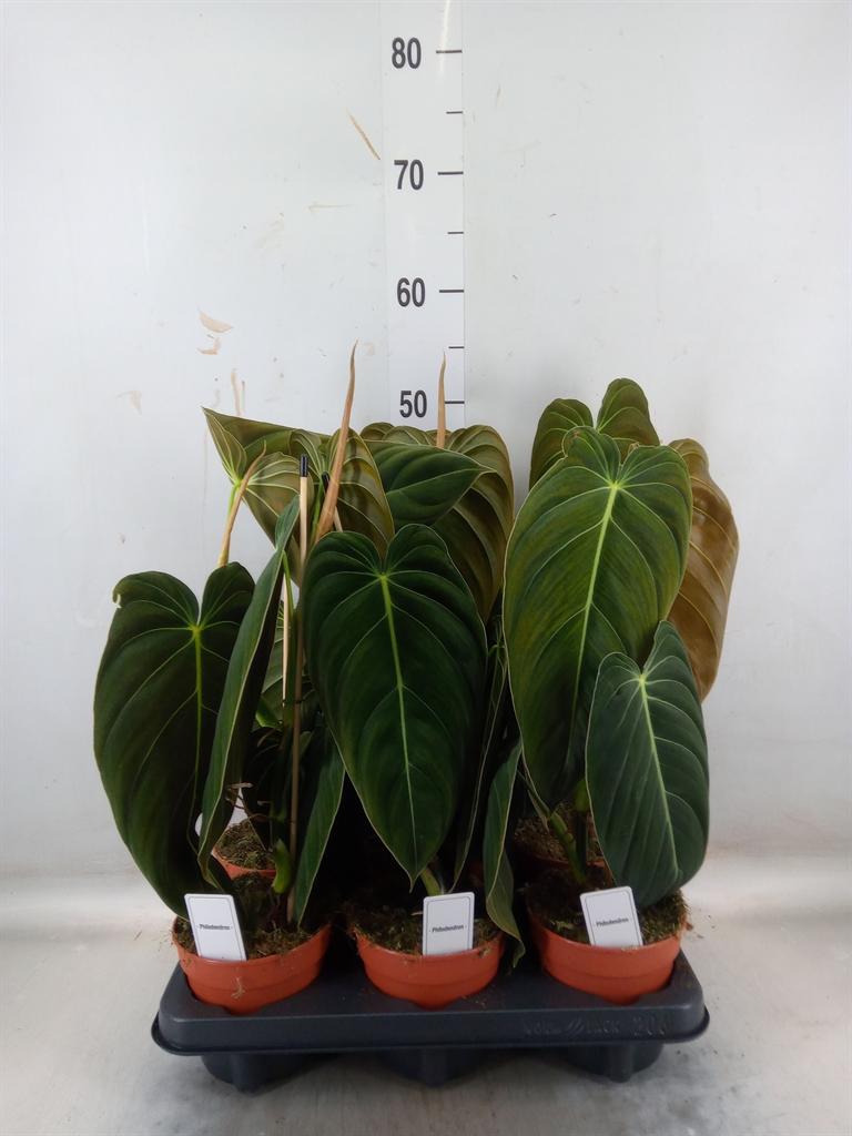 Горшечные цветы и растения оптом Hoya Australis от 9шт из Голландии с доставкой по России