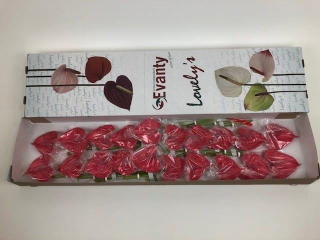 Срезанные цветы оптом Anthurium pink lady от 20шт из Голландии с доставкой по России