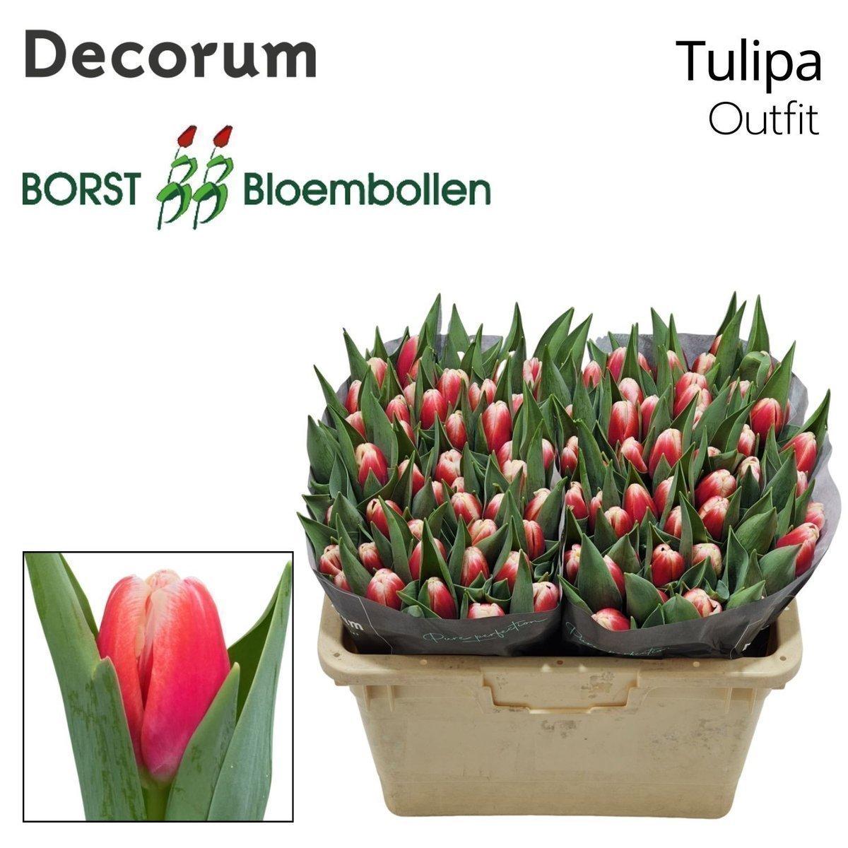 Срезанные цветы оптом Tulipa si outfit от 50шт из Голландии с доставкой по России